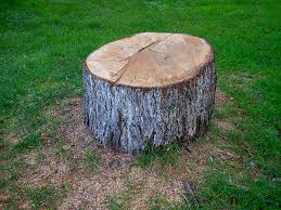Best Tree Trimming and Pruning  in Dousman, WI