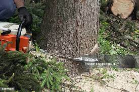 Best Leaf Removal  in Dousman, WI