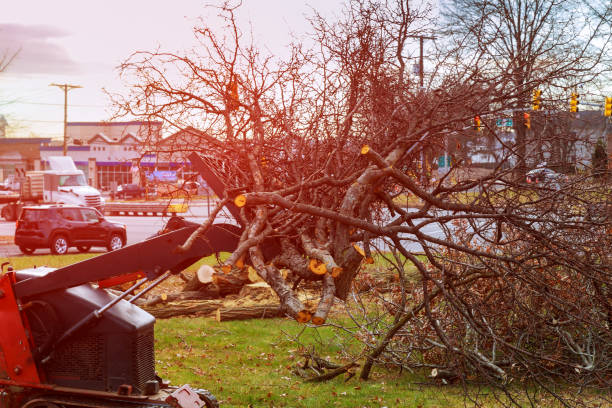 Best Tree Health Inspection  in Dousman, WI