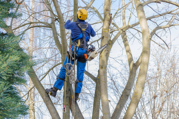 Dousman, WI Tree Care Company