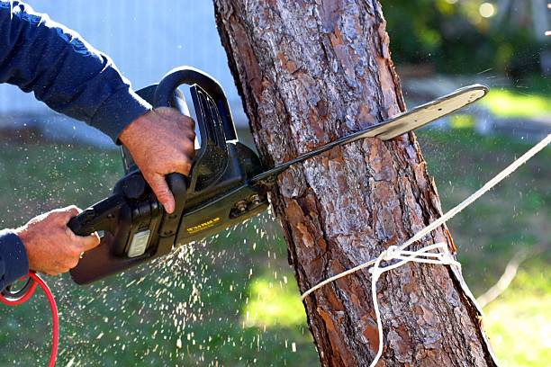 How Our Tree Care Process Works  in  Dousman, WI