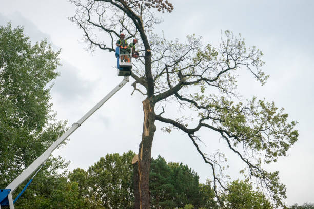 Best Seasonal Cleanup (Spring/Fall)  in Dousman, WI