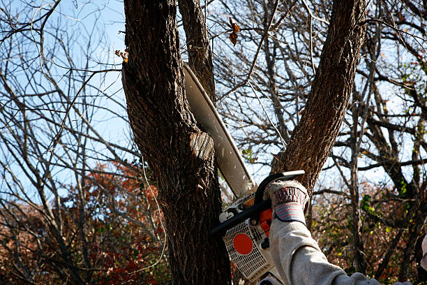 Best Firewood Processing and Delivery  in Dousman, WI