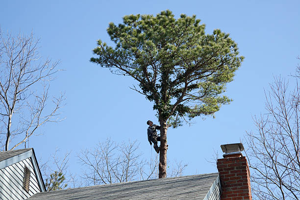 Best Utility Line Clearance  in Dousman, WI