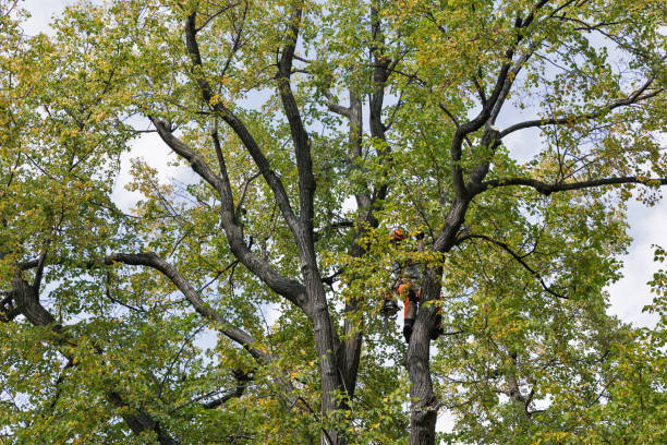 Best Root Management and Removal  in Dousman, WI